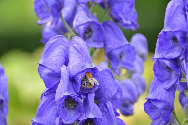 Foxglove