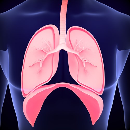 Lungs